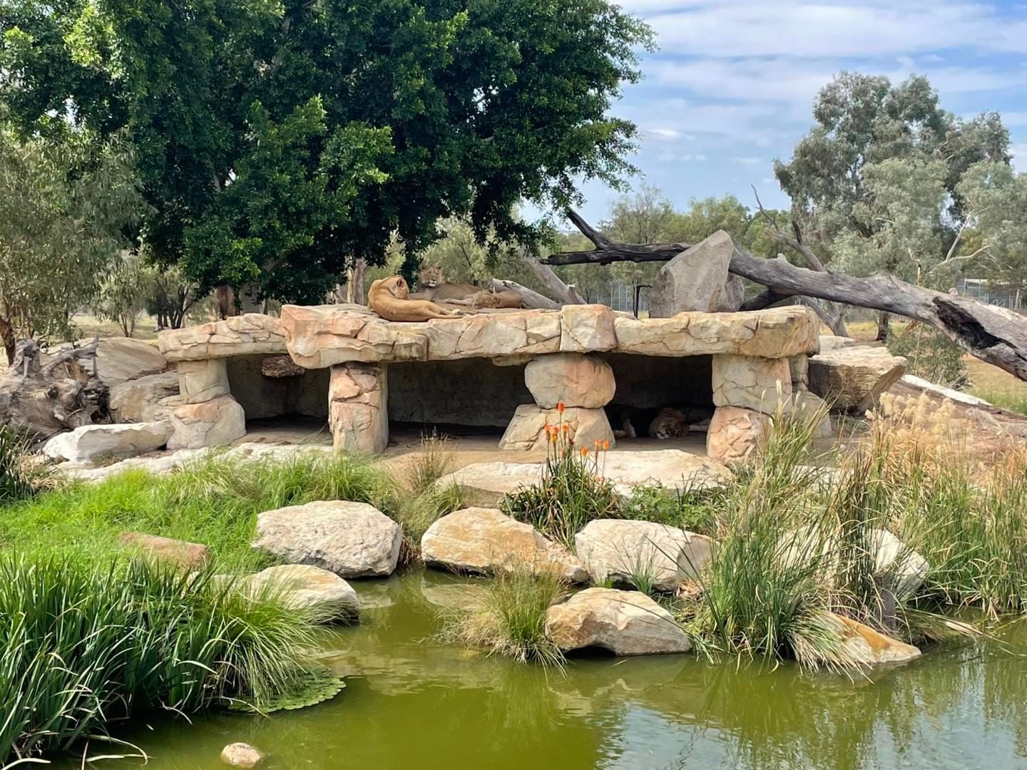 Dubbo Zoo 2025 Image -67de04a55cd43